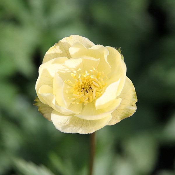 Trollius × cultorum Alabaster