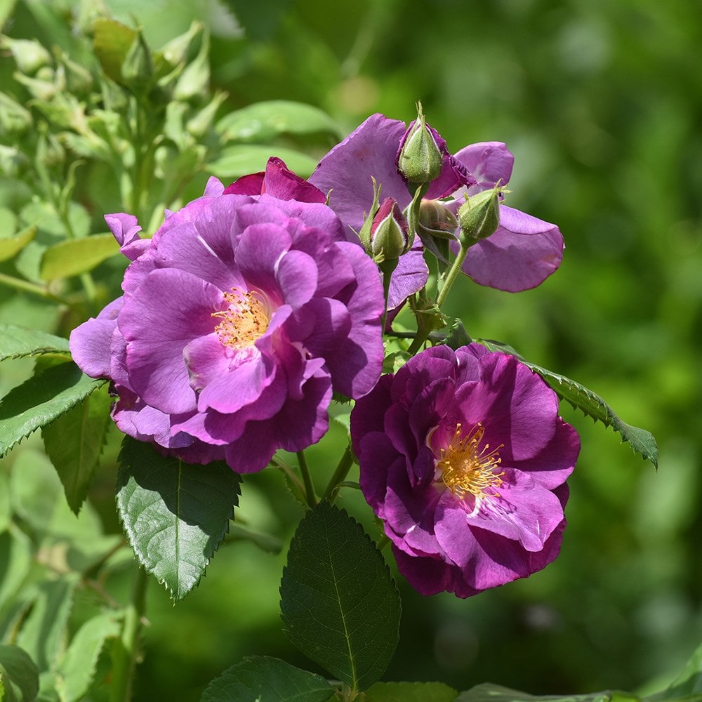 Product options image