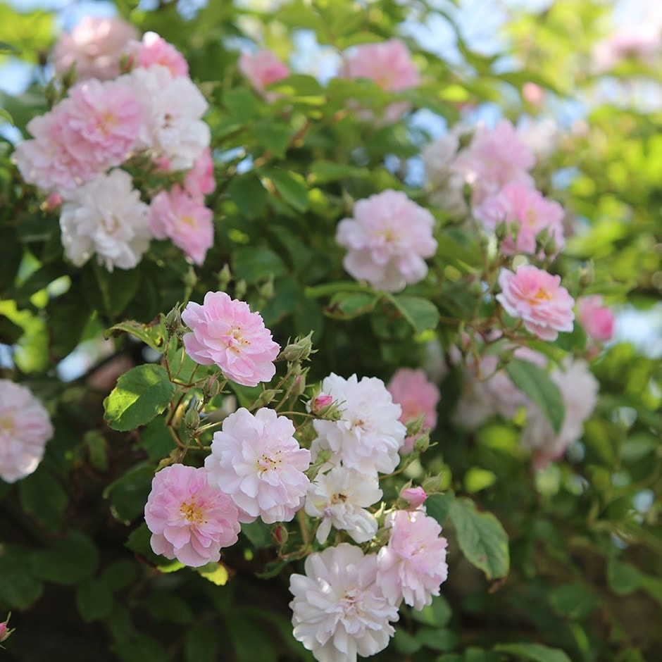 <i>Rosa</i> 'Paul's Himalayan Musk'