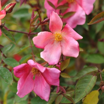 Rosa × odorata Mutabilis