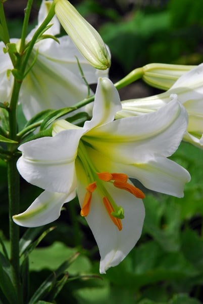 Lilium regale Album