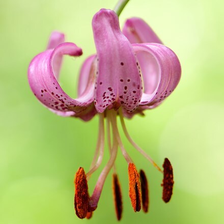 Picture of Lilium martagon