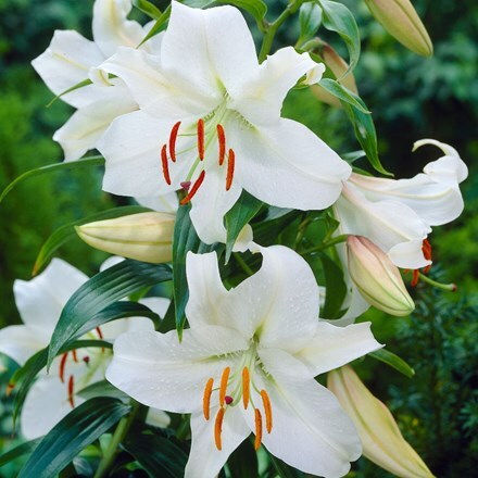 Buy oriental lily bulb Lilium Casa Blanca: £3.49 Delivery by Crocus