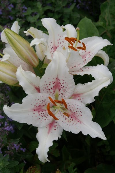 Lilium Muscadet