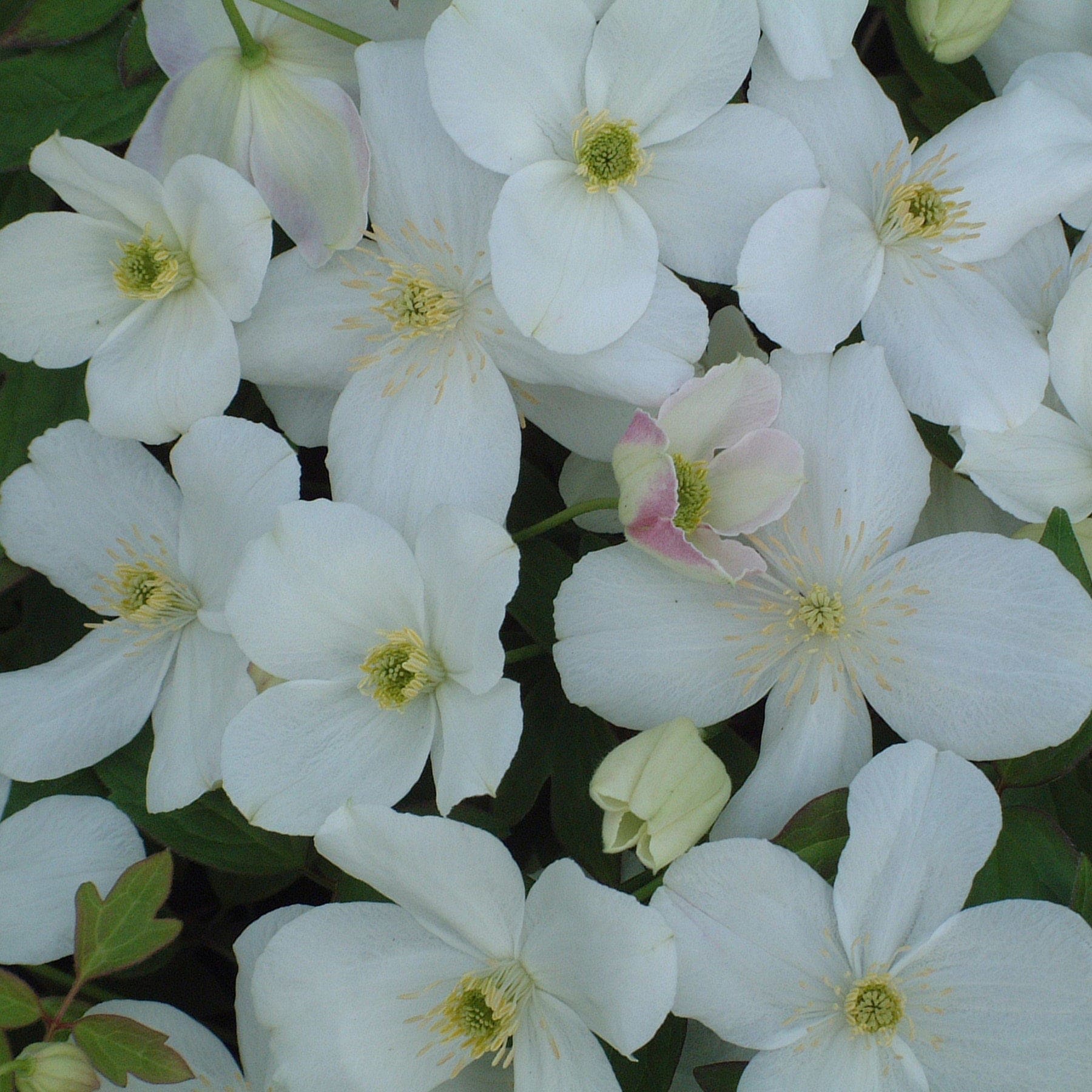 Product options image