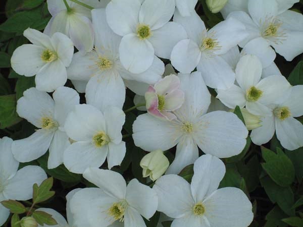 Clematis Miss Christine