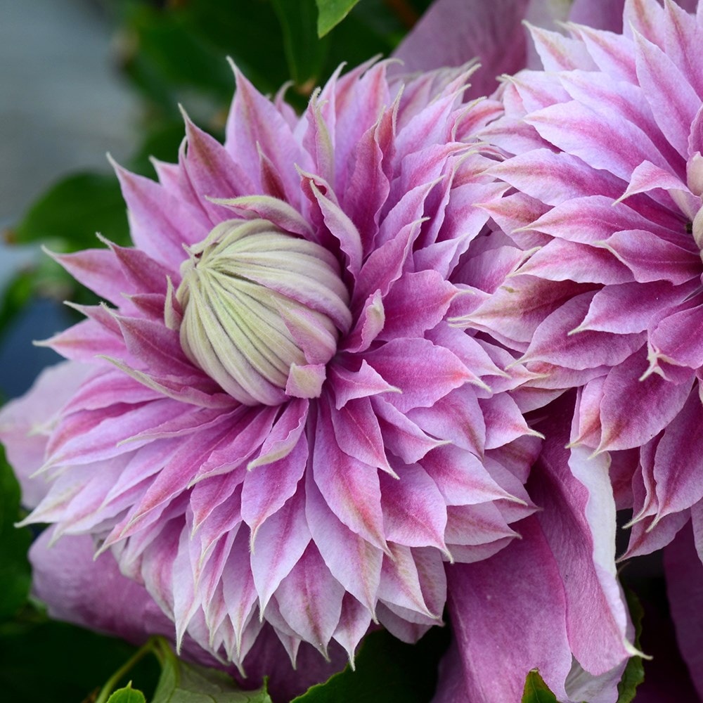 Product options image