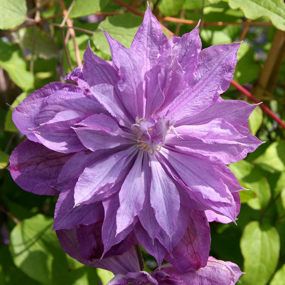 early large flowered clematis (group 2)