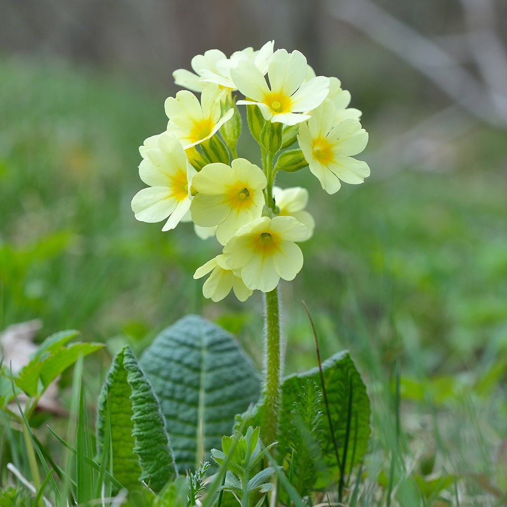 Product options image