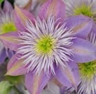 Clematis