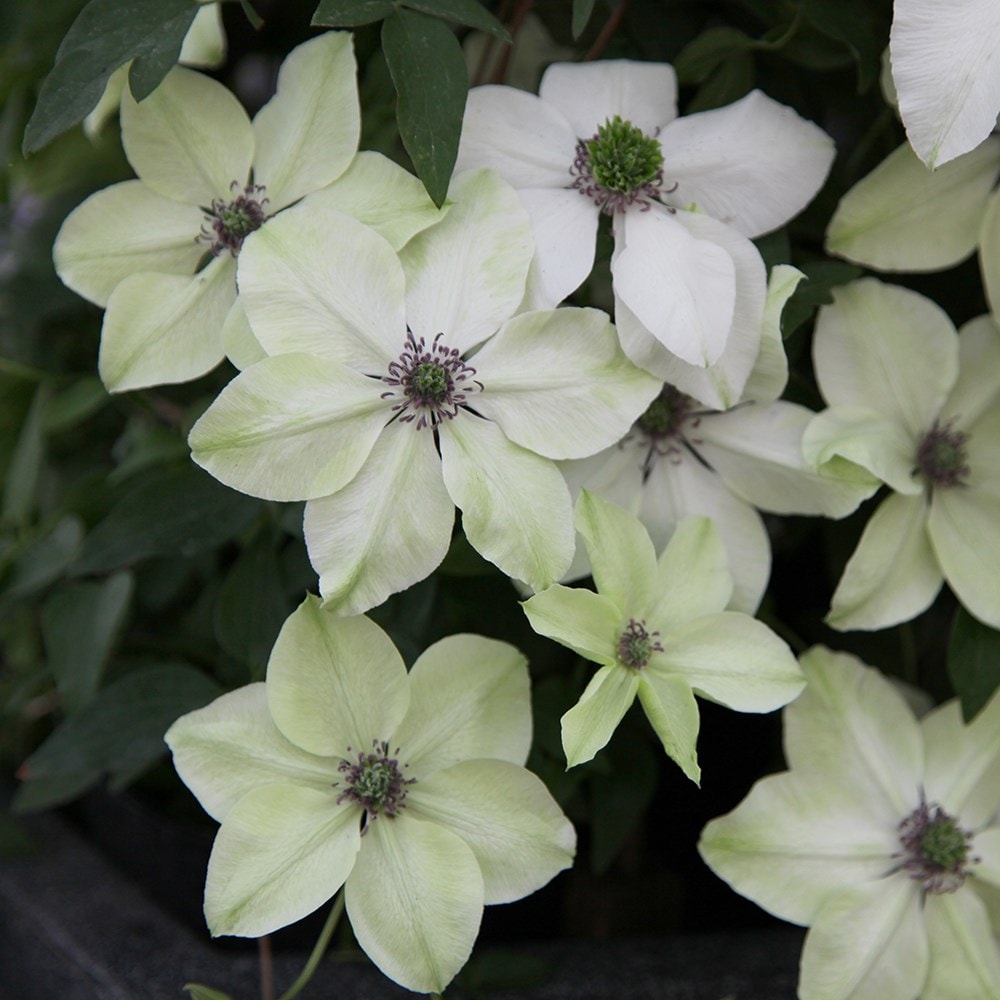 Product options image