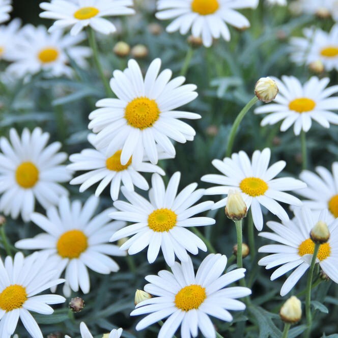 Image result for argyranthemum frutescens