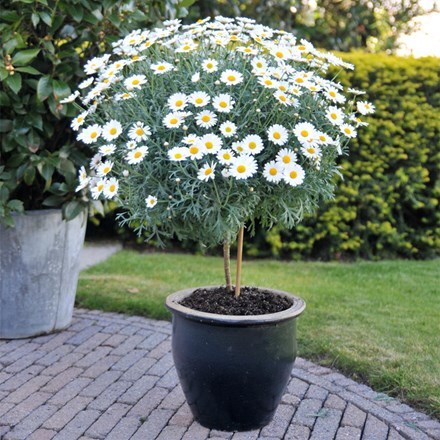 Picture of Argyranthemum frutescens