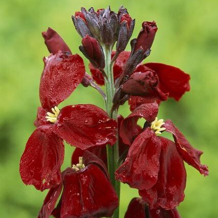 Picture of Erysimum cheiri Blood Red
