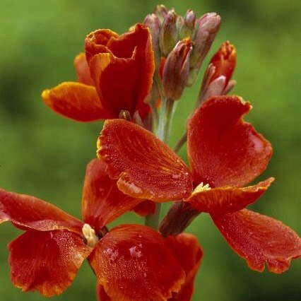 Picture of wallflower Fire King