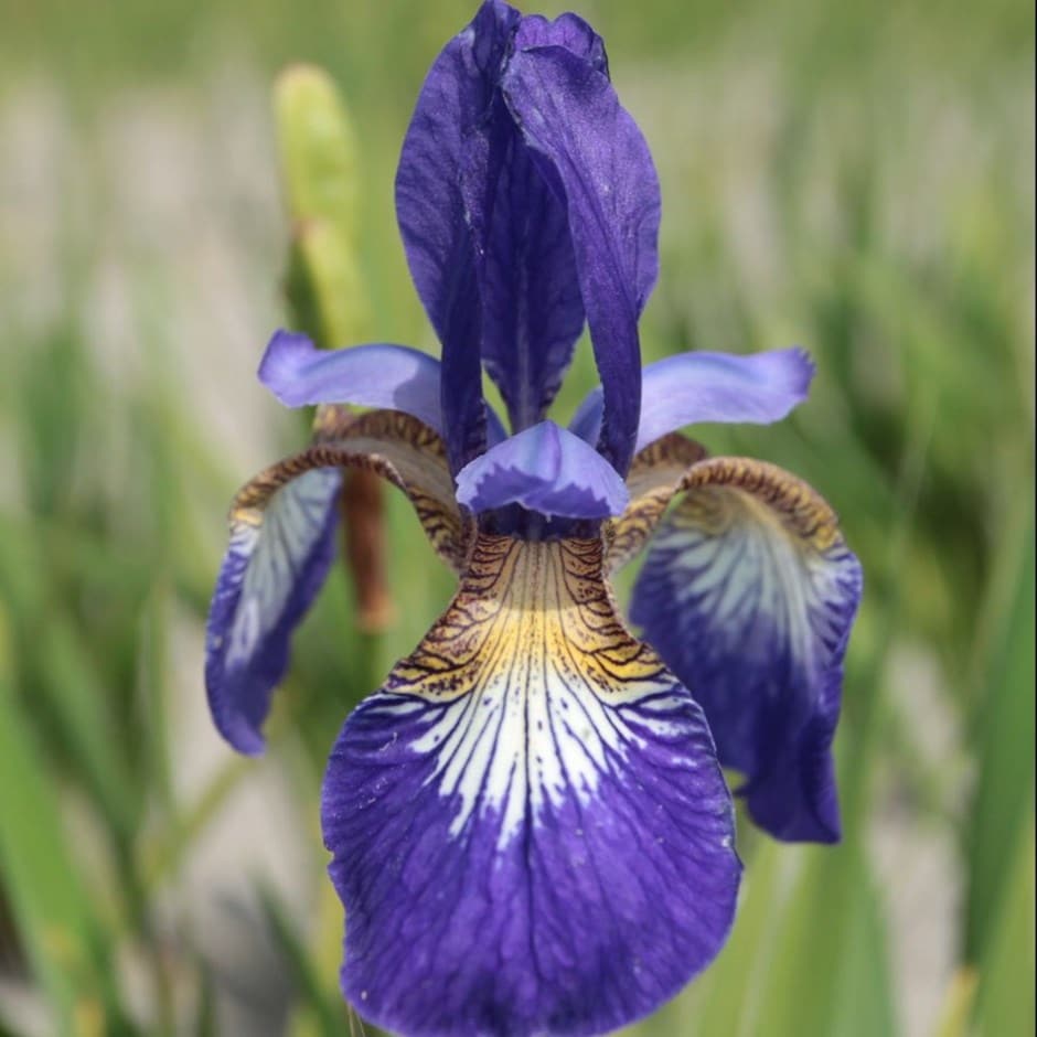 Siberian iris (syn. Iris sibirica)