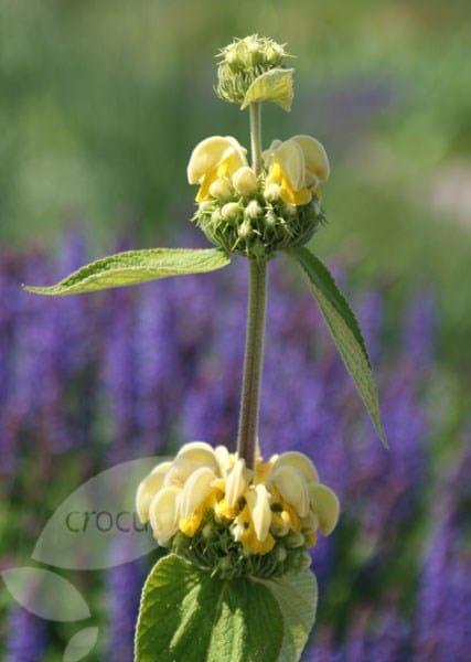 Phlomis russeliana