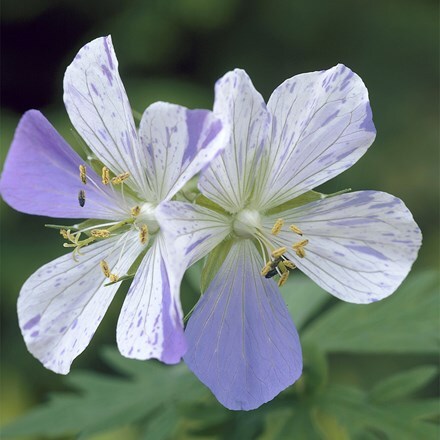 Geranium pratense Striatum