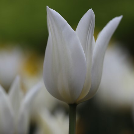 Picture of Tulipa White Triumphator