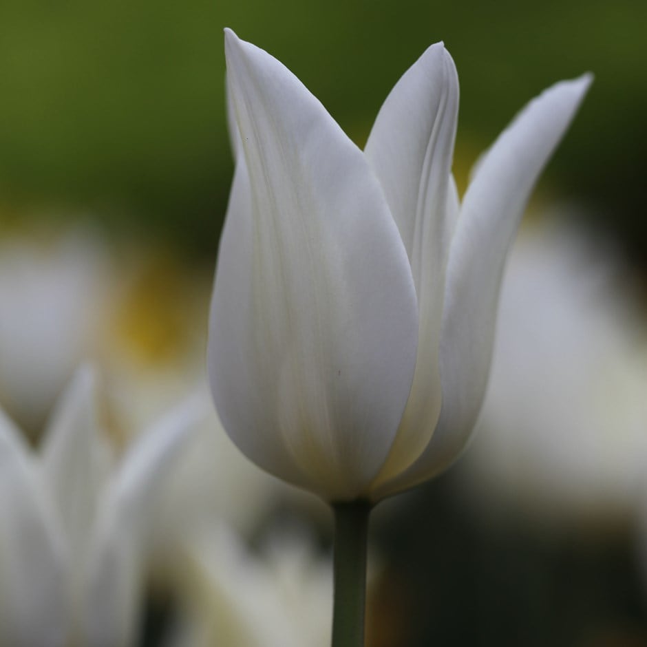 Buy lily flowered tulip bulbs Tulipa White Triumphator £5.99 Delivery by Crocus