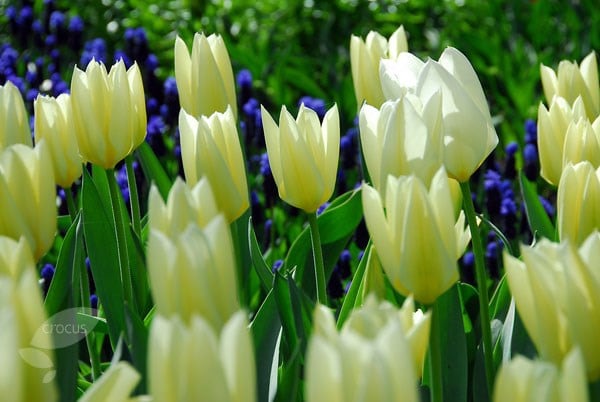 <i>Tulipa</i> 'White Triumphator'