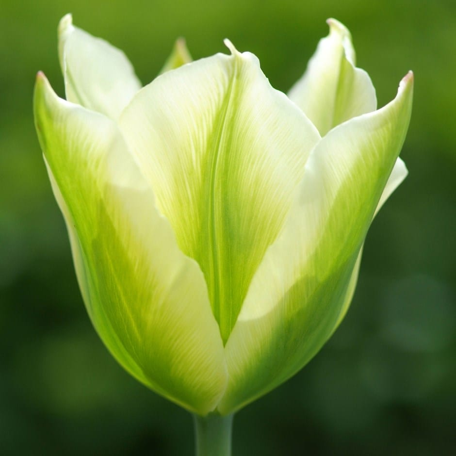 Buy viridiflora tulip bulbs Tulipa Spring Green: £2.49 