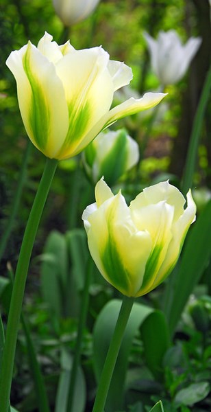 <i>Tulipa</i> 'Spring Green'