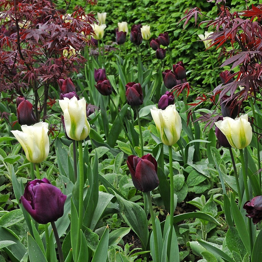 <i>Tulipa</i> 'Spring Green'