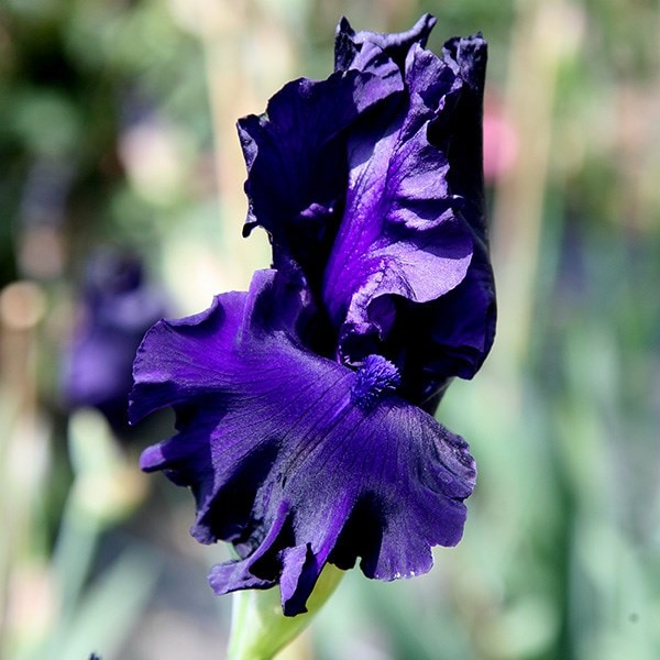 Iris Dusky Challenger