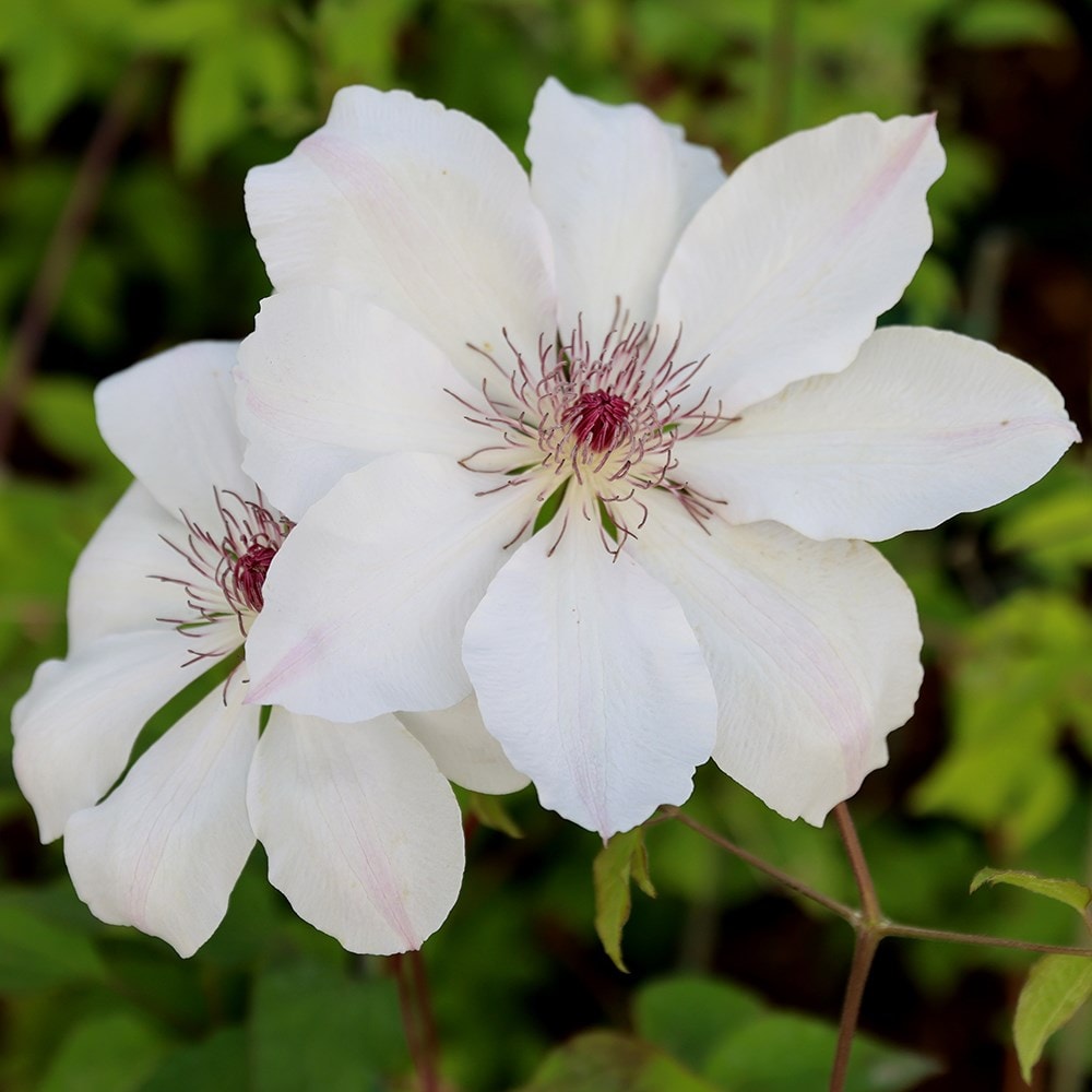 Product options image