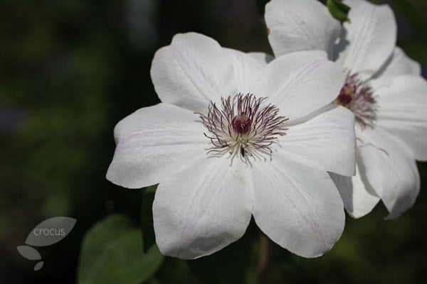 Clematis Wedding Day