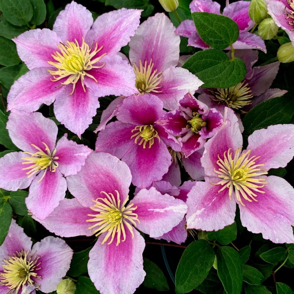 early large flowered clematis (group 2)