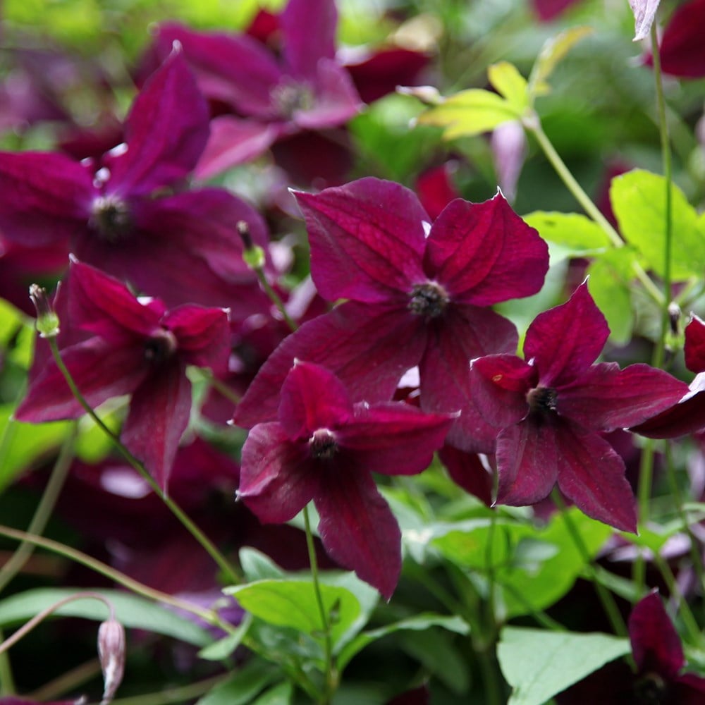 Product options image