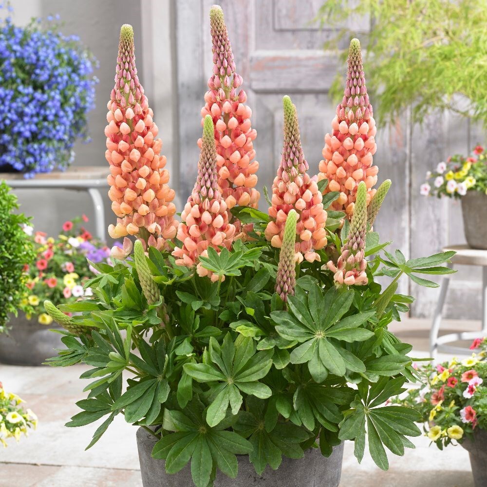 Buy west country lupin Lupinus Salmon Star (PBR): £19.99 Delivery by Crocus
