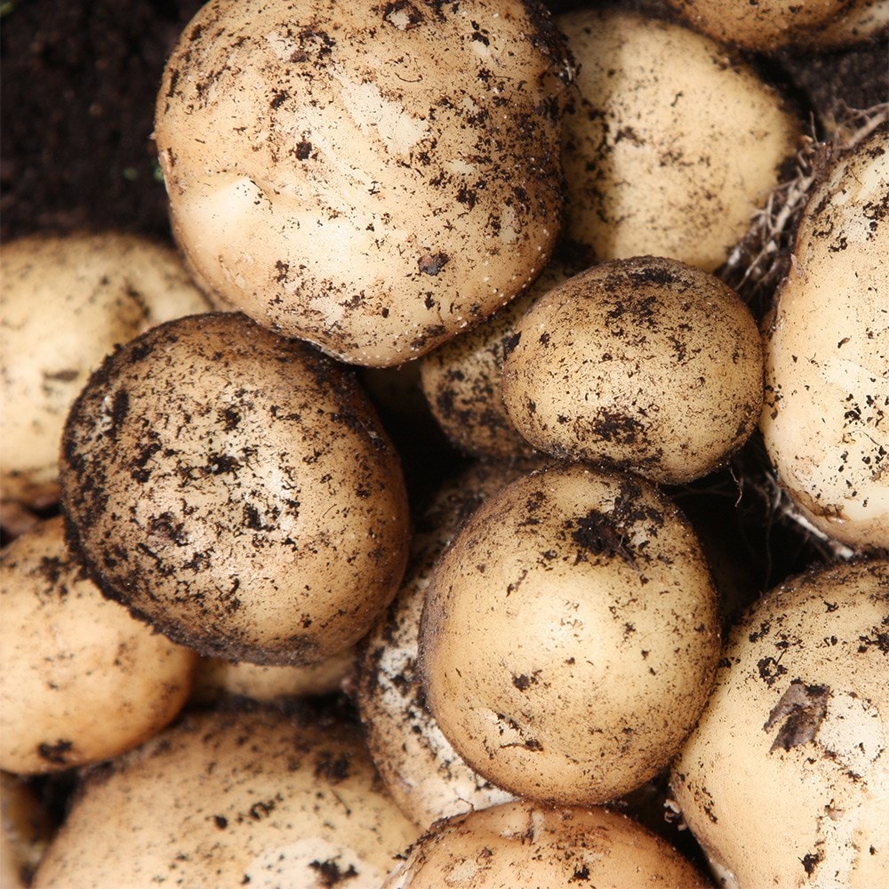 Product options image