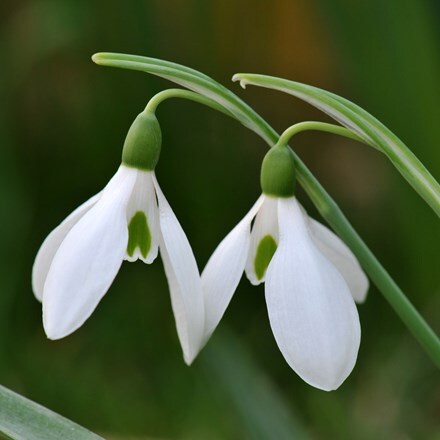 Picture of Galanthus nivalis - in the green