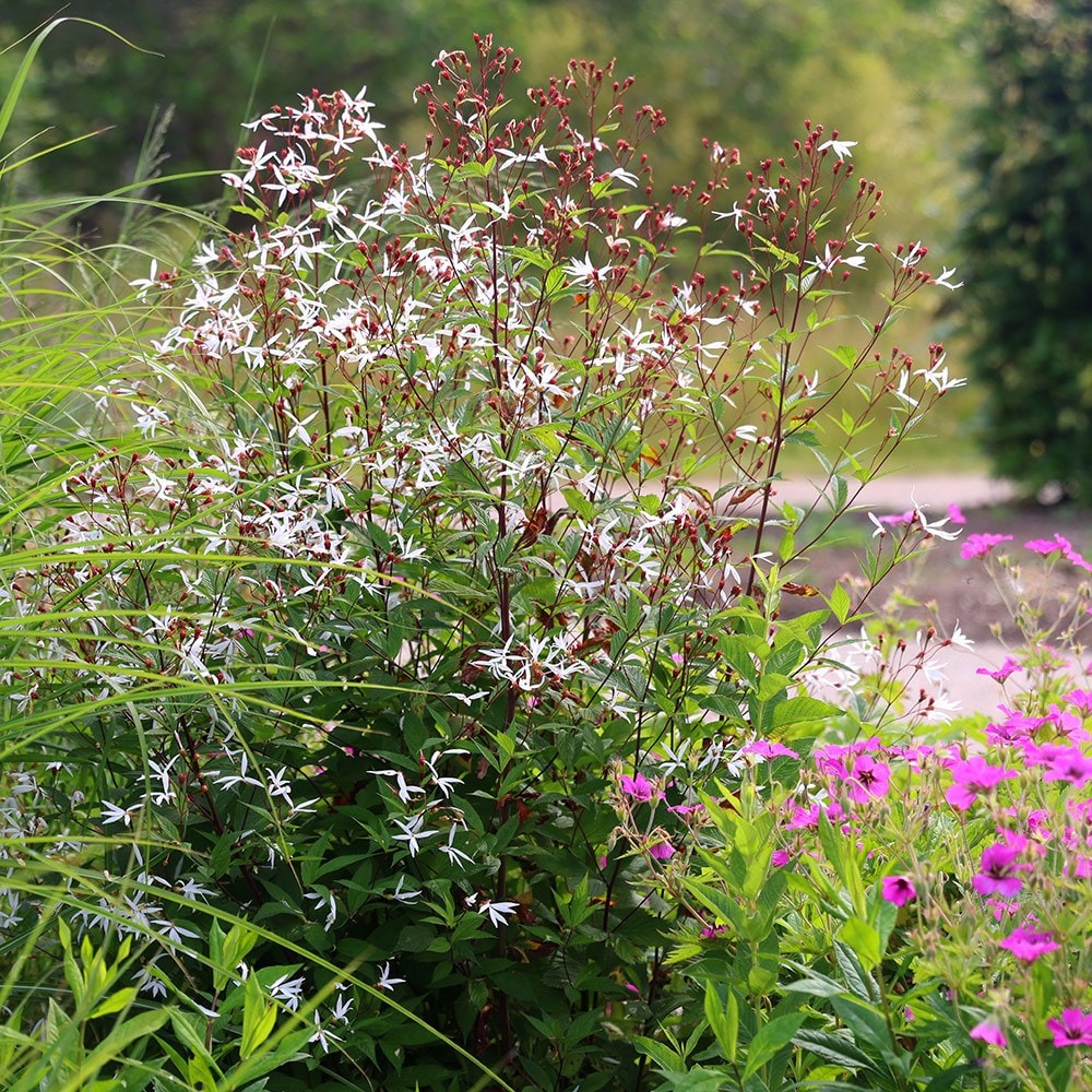 Product options image