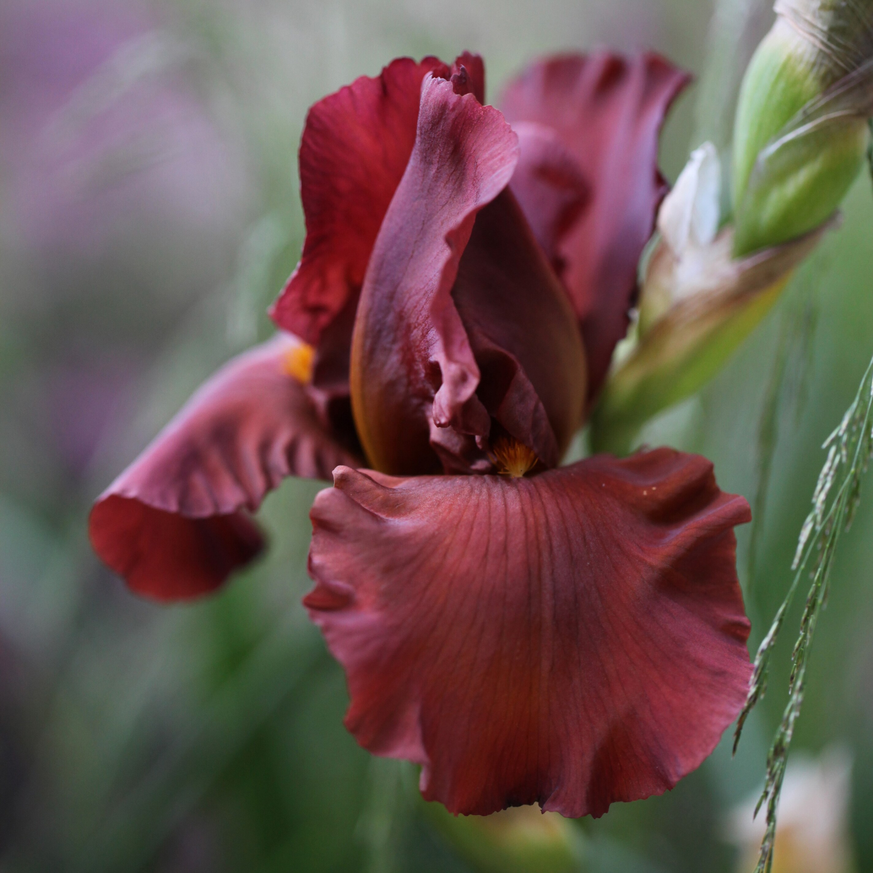 Iris Portland Nursery