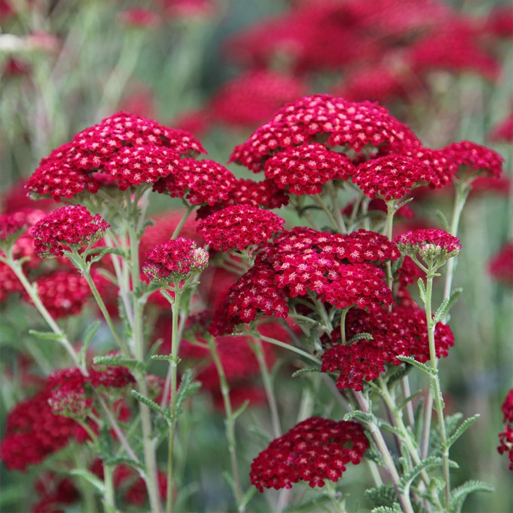 <i>Achillea millefolium</i> 'Red Velvet'