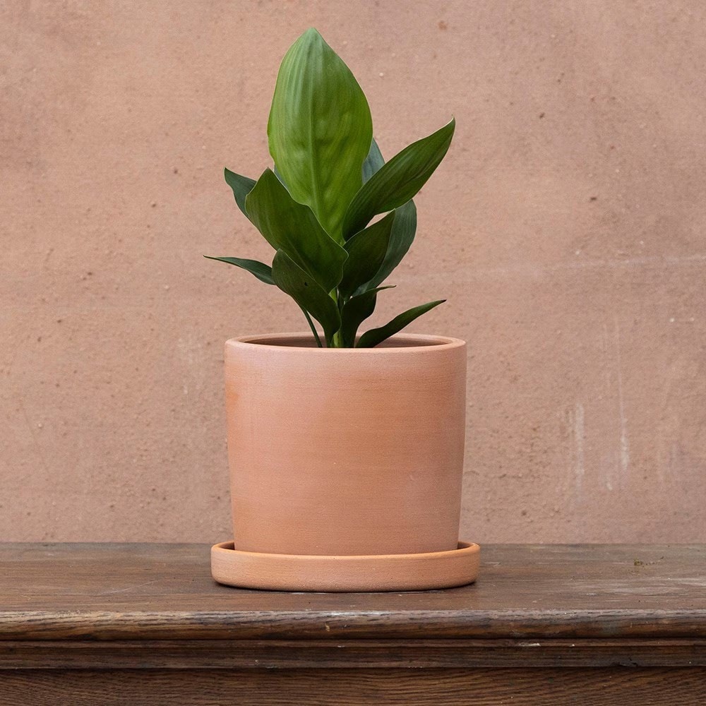 Product options image