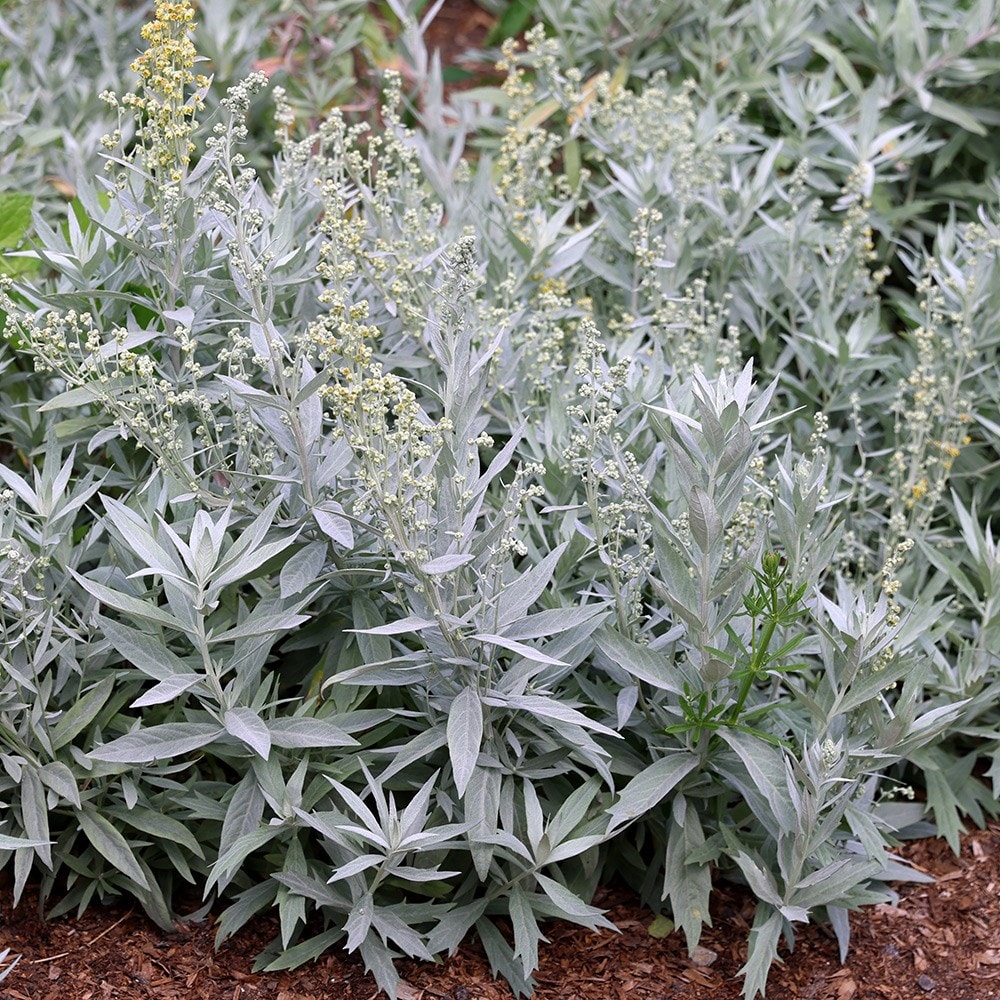 Product options image