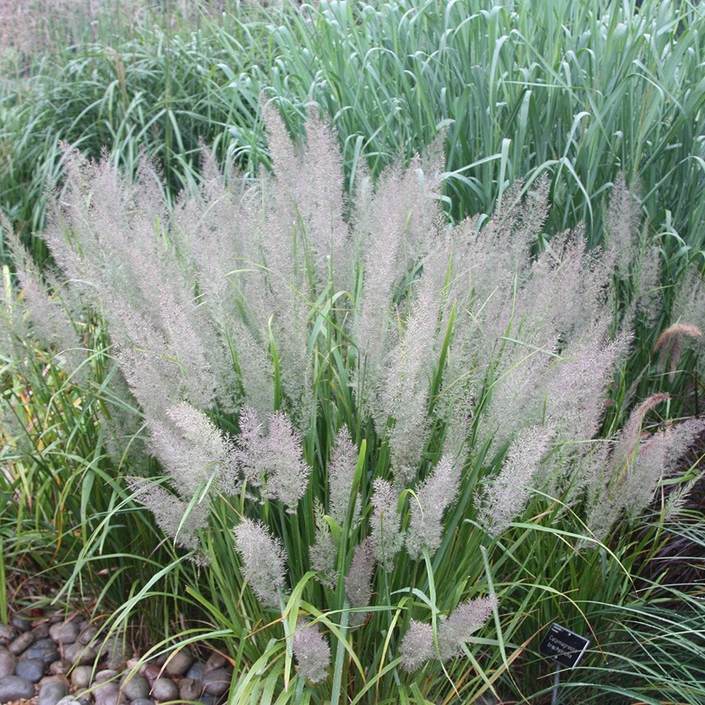 Buy Korean feather reed grass Calamagrostis brachytricha: £7.99 ...