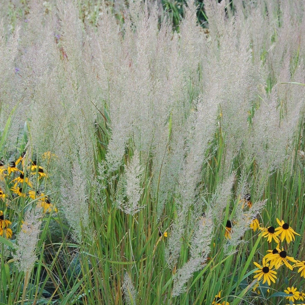 <i>Calamagrostis brachytricha</i> 