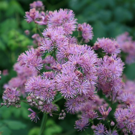 Thalictrum aquilegiifolium Thundercloud