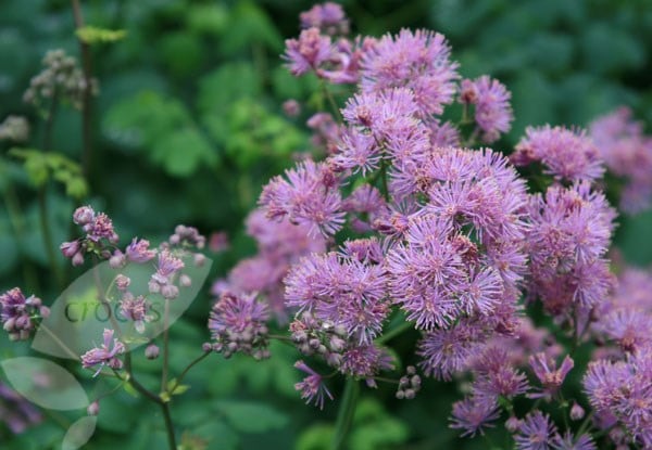 Thalictrum aquilegiifolium Thundercloud