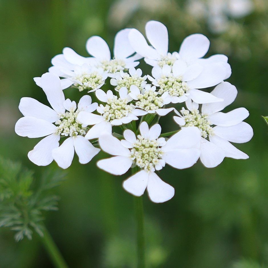 <i>Orlaya grandiflora</i> 