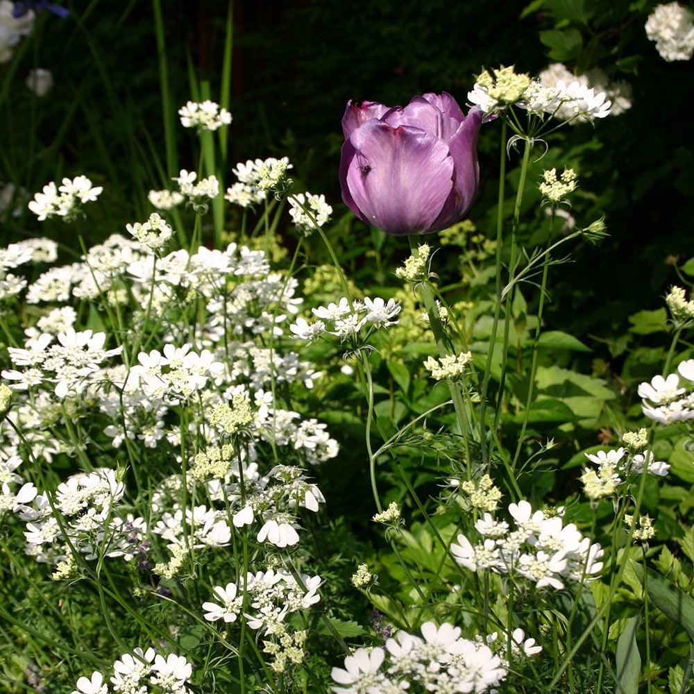 <i>Orlaya grandiflora</i> 