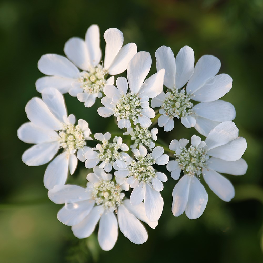 white lace flower