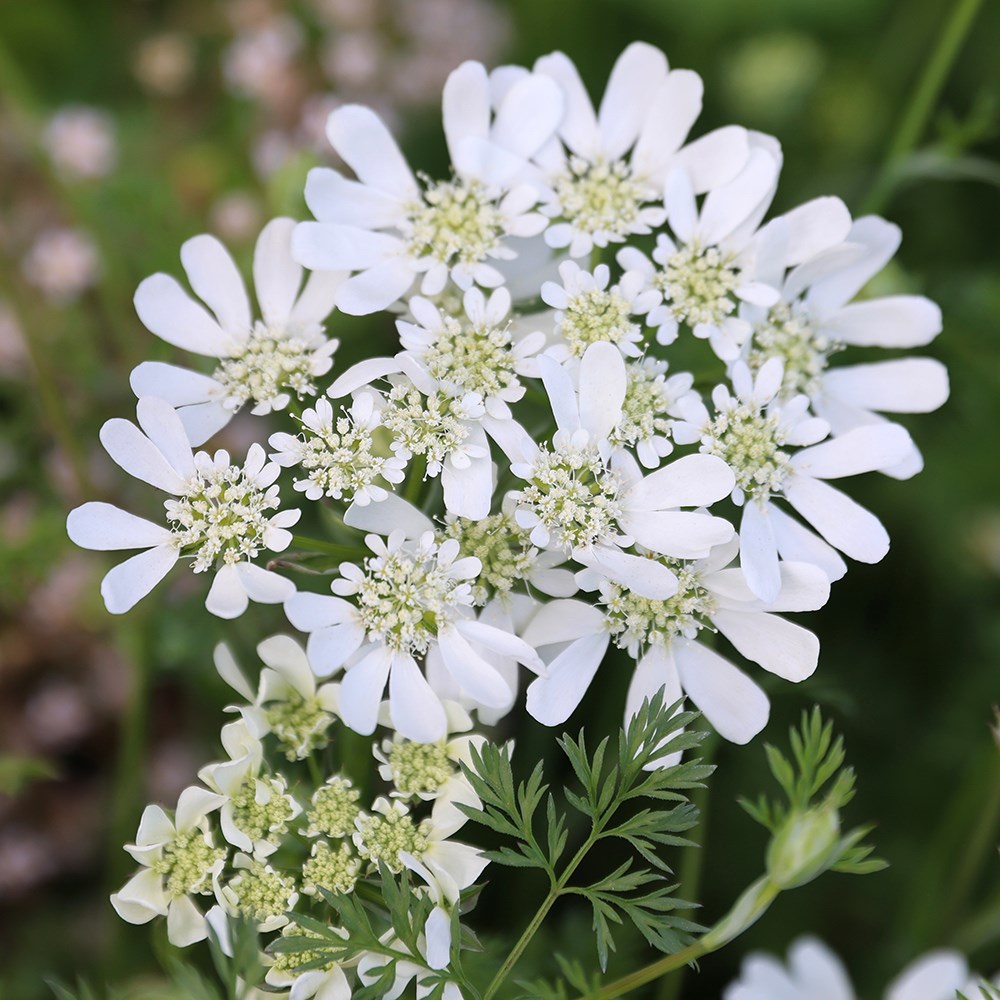 Buy white laceflower Orlaya grandiflora: £2.49 Delivery by Crocus