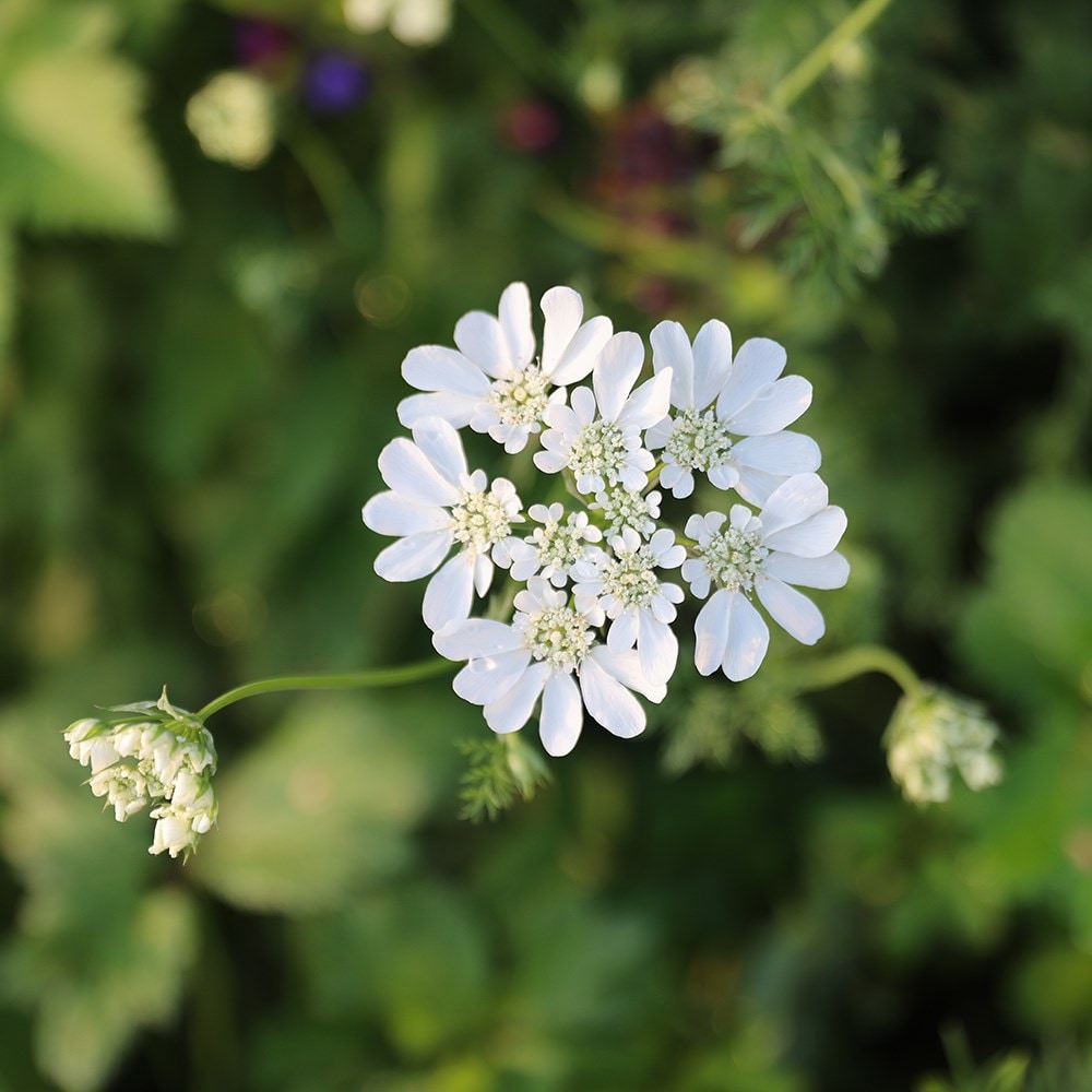 <i>Orlaya grandiflora</i> 